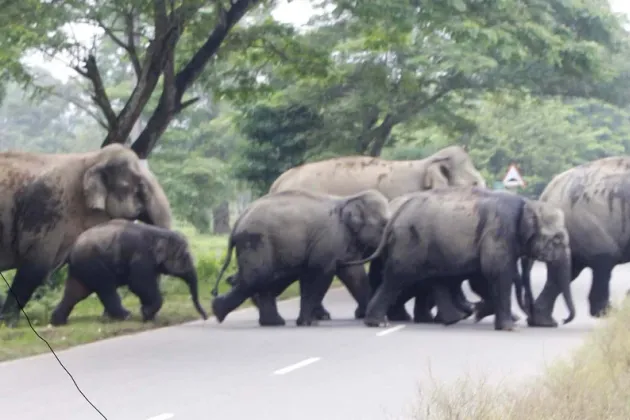 WWF report finds 73% decline in monitored wildlife populations over 52 years