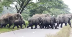 WWF report finds 73% decline in monitored wildlife populations over 52 years