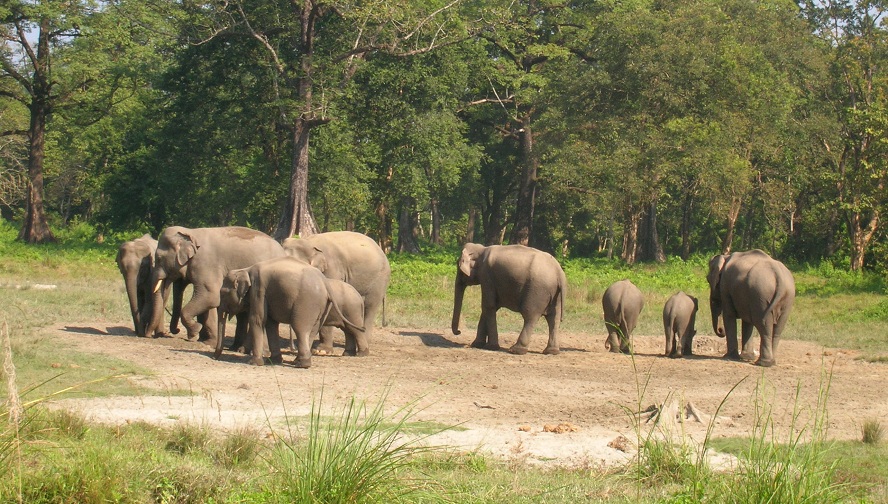 Wildlife could drop two-thirds by 2020: WWF