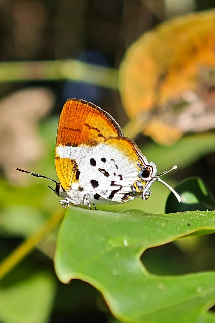 Butterfly Meet Documents Over 185 Species in Manas Landscape — photo 2