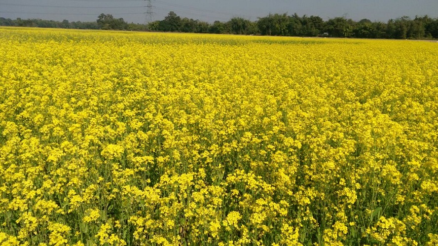 Mustard cultivation gets boost in Udalguri