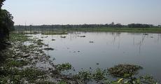 Plight of Wetlands and Water Birds 