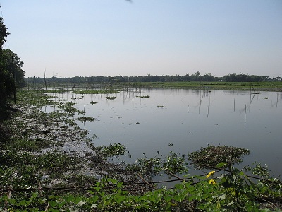 Plight of Wetlands and Water Birds 
