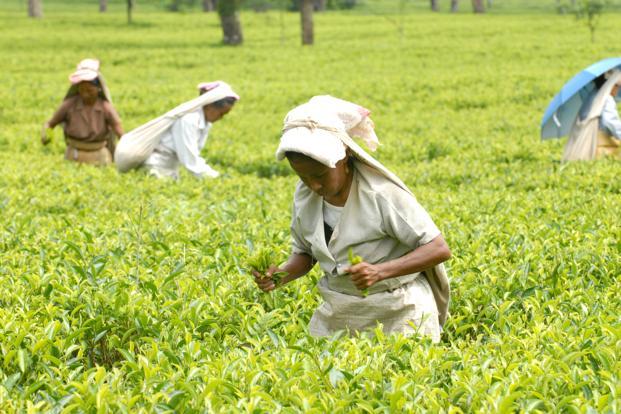 First monsoon rainfall revives tea gardens