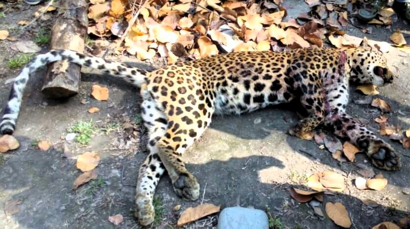Leopard killed in Udalguri