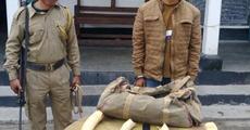 Ivory smuggler apprehended