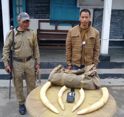 Ivory smuggler apprehended