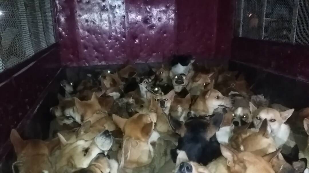 Truckload of dogs rescued in Samaguri