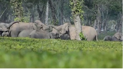 Unabated Man-elephant conflict in Udalguri
