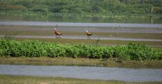 Save wetlands