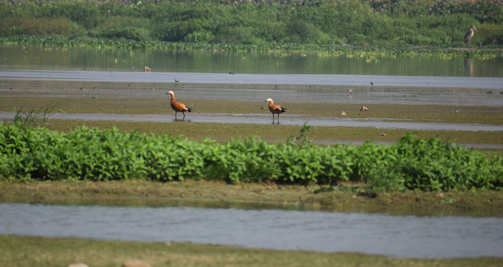 Save wetlands