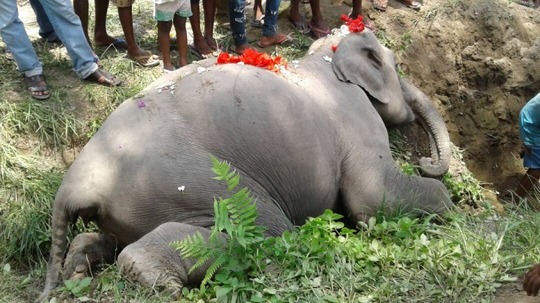 Wild jumbo found dead