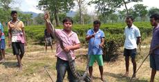 King Cobra Rehabilitated at Nagaon