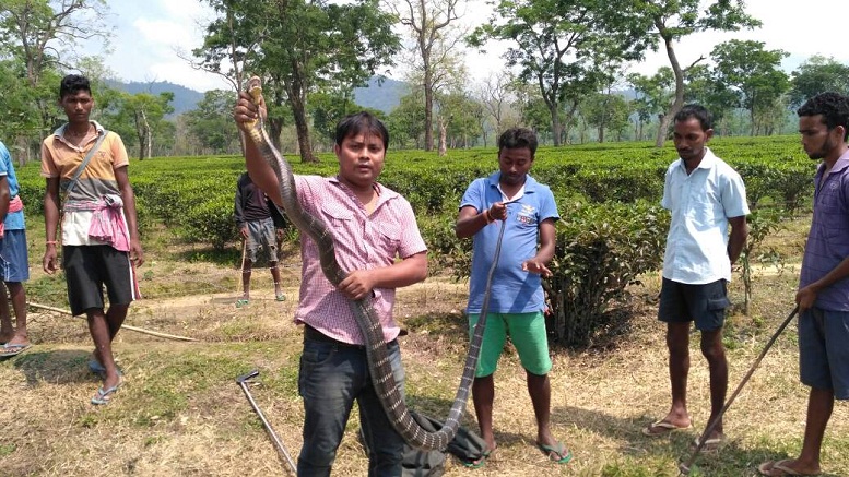 King Cobra Rehabilitated at Nagaon