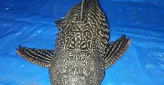 Fisherman nets rare fish in Namrup