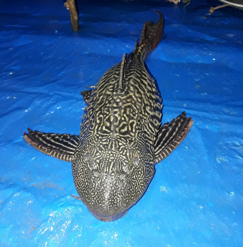 Fisherman nets rare fish in Namrup