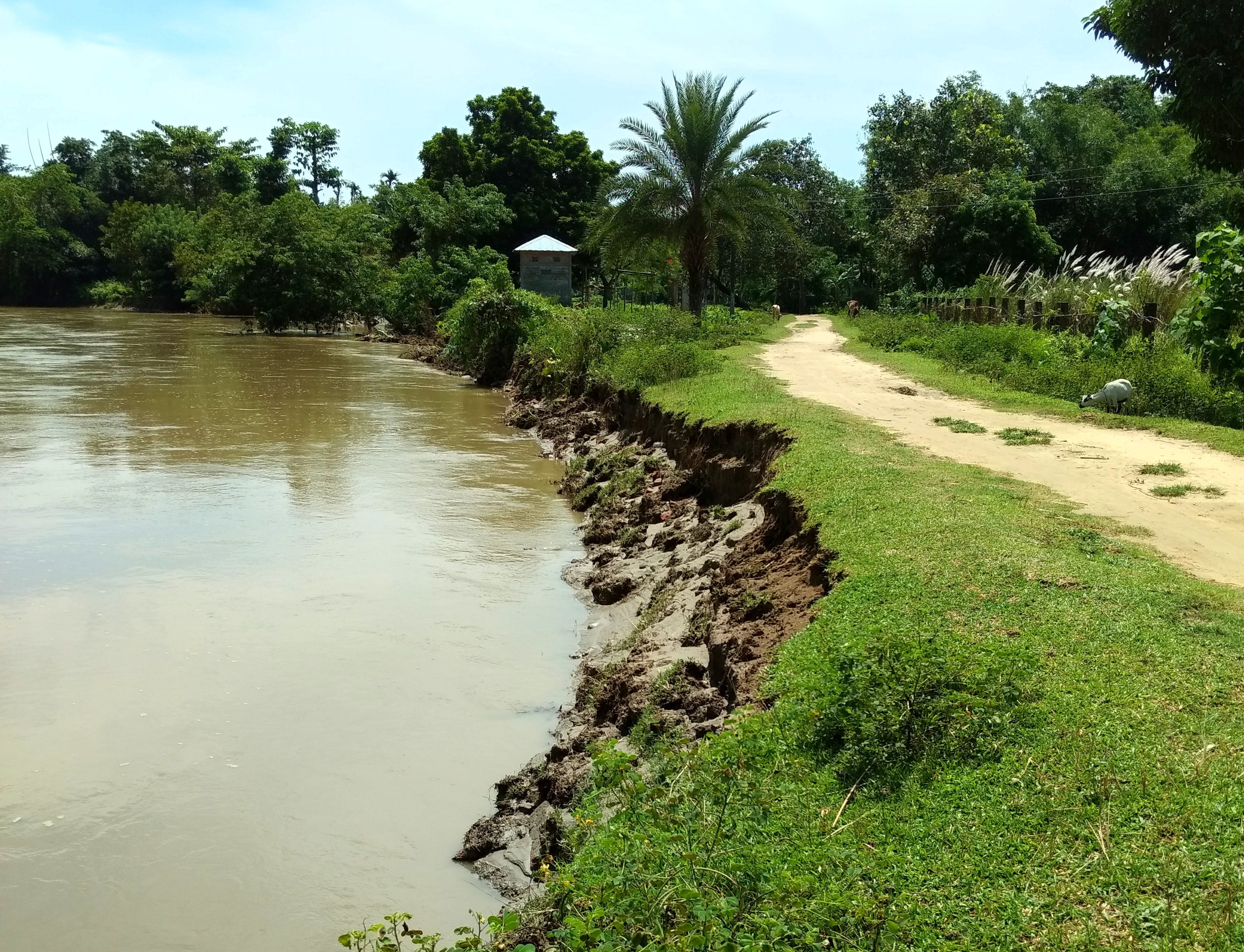 Breached embankments of Noa river causing flood 
