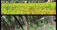 Tea garden blocks wild elephant corridor in Udalguri