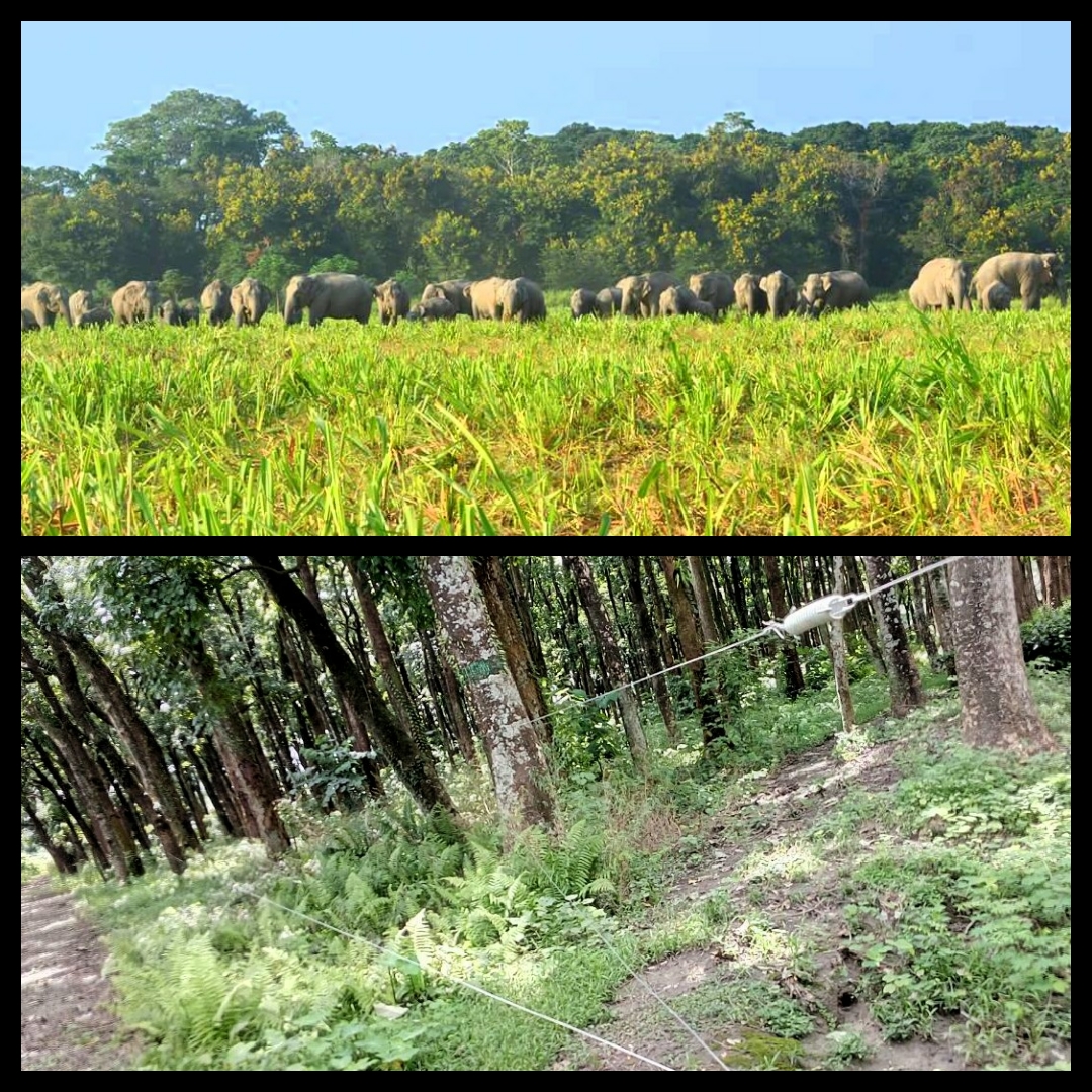 Tea garden blocks wild elephant corridor in Udalguri
