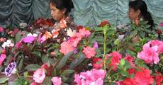 Flowers on exhibition at Shillong