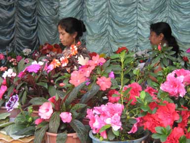 Flowers on exhibition at Shillong