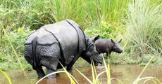 Relocated rhino gives birth to calf