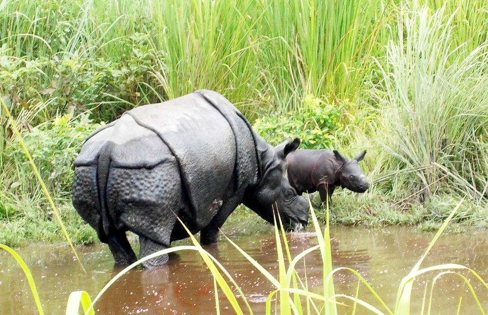Relocated rhino gives birth to calf
