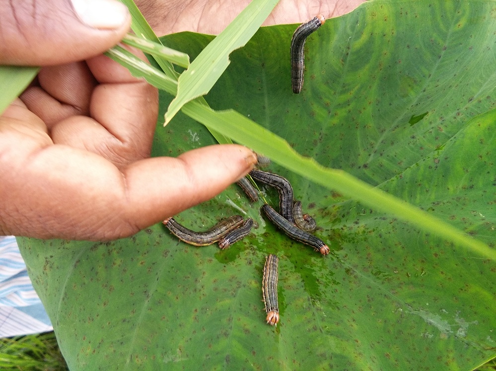 Army worms wreaking havoc in Kojrajhar