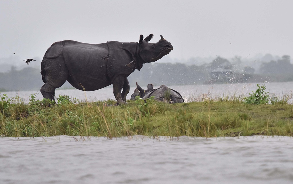 Conservation compromised for tourism in Kaziranga