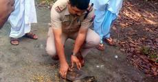 Rare tortoise rescued at Batadrava