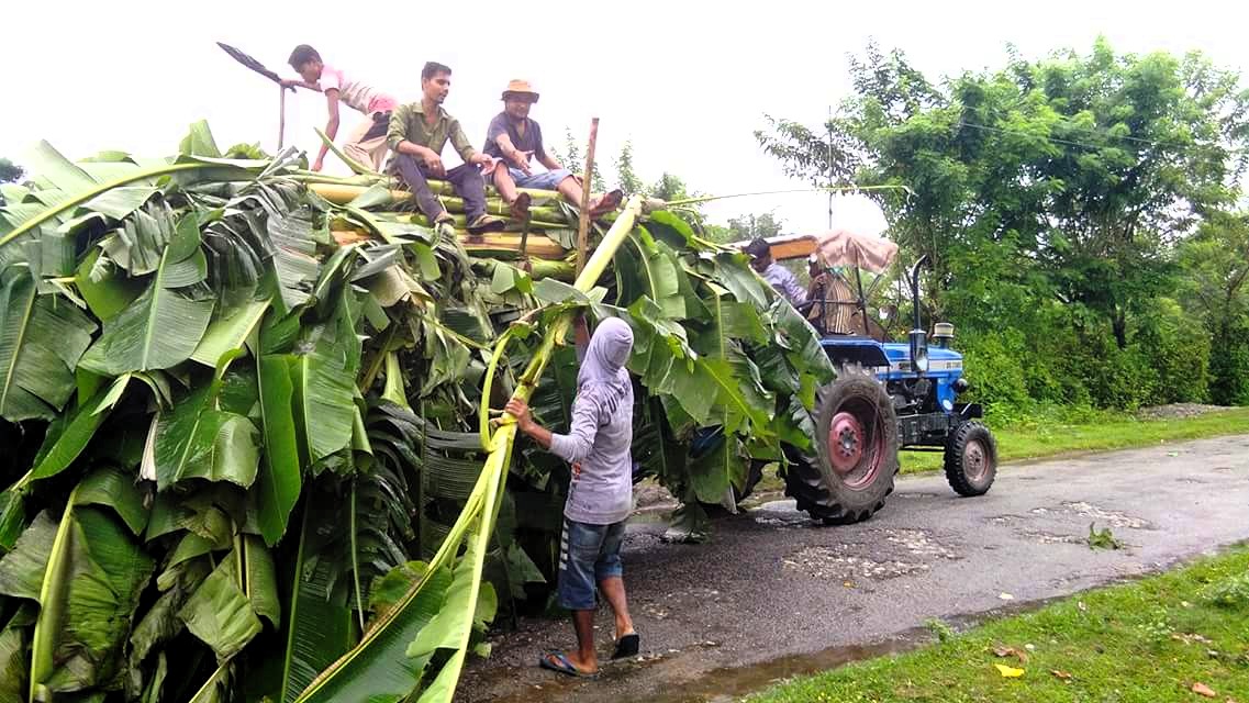 Diwali used banana trees offered to wild elephants