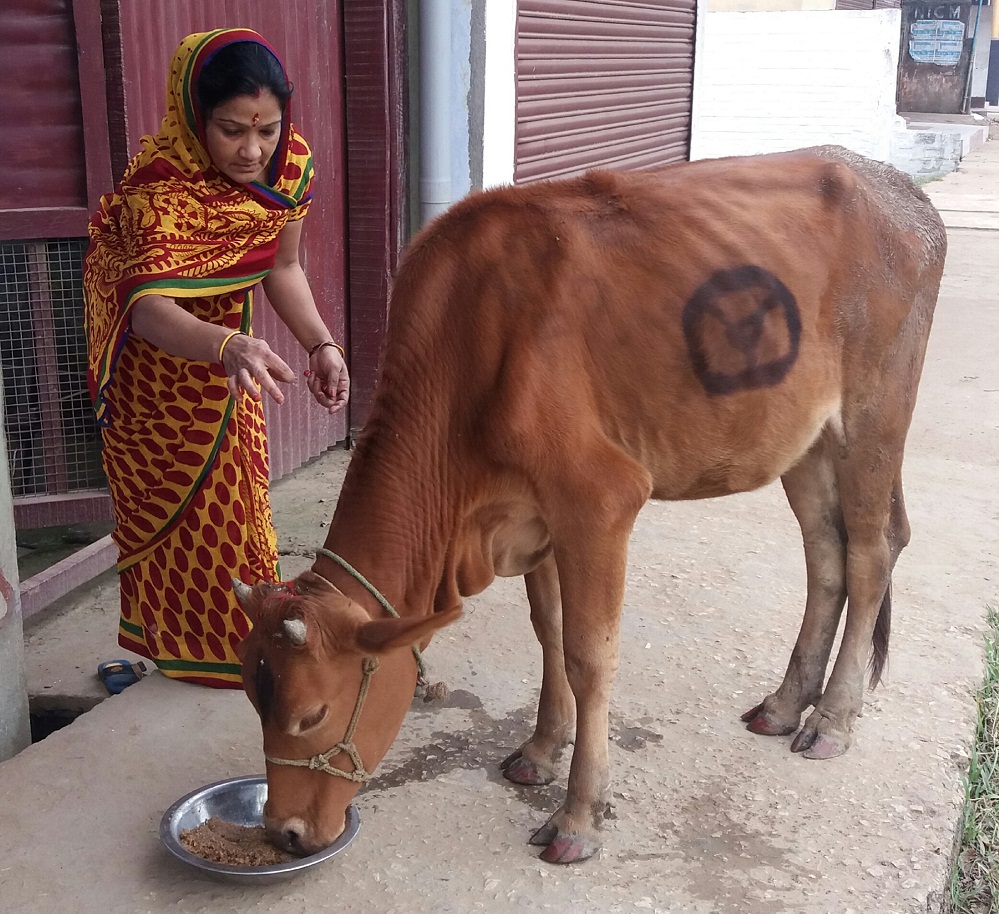 Gopashtami Celebrated in Hojai