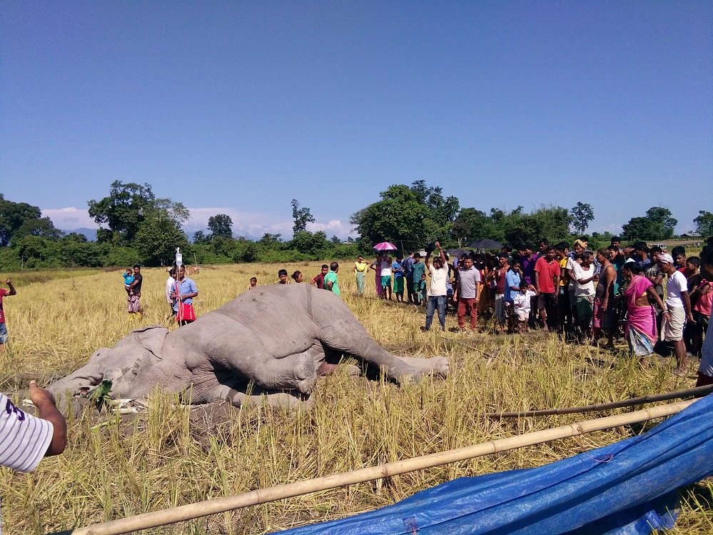 Injured elephant battling with death