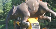 Unfortunate death of a baby elephant at Narangi Army depot