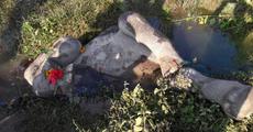 Baby Elephant found dead in Udalguri  