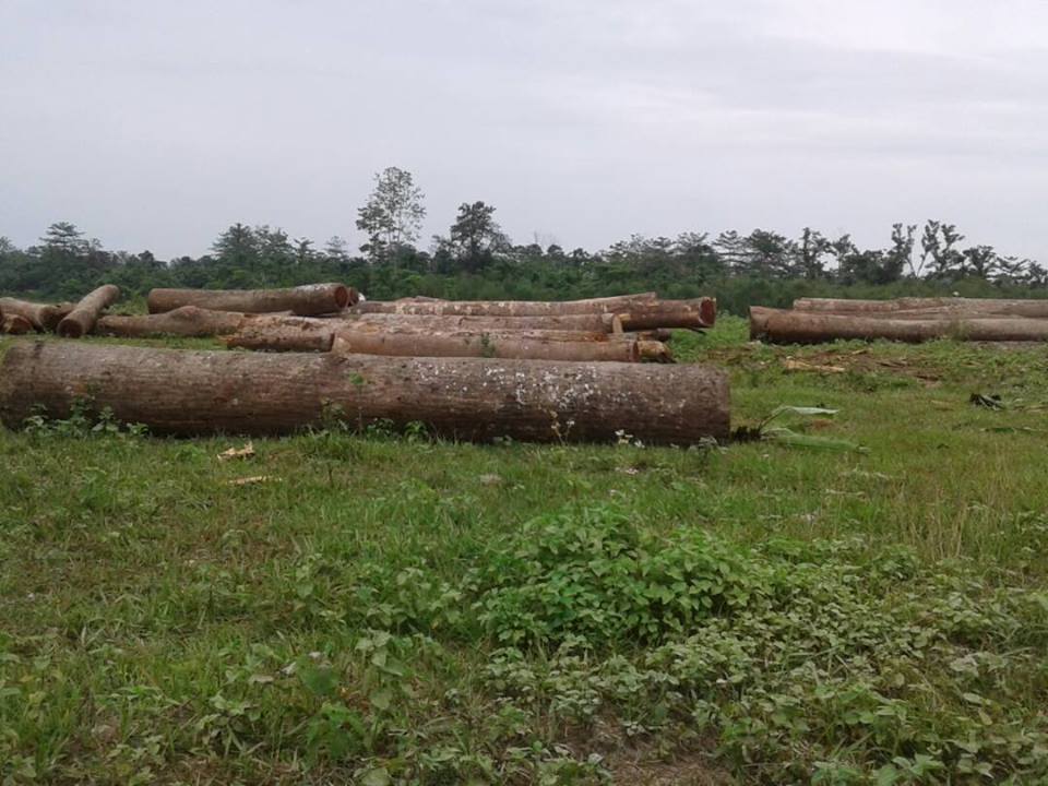 Largescale timber felling invites concern in Pasighat  