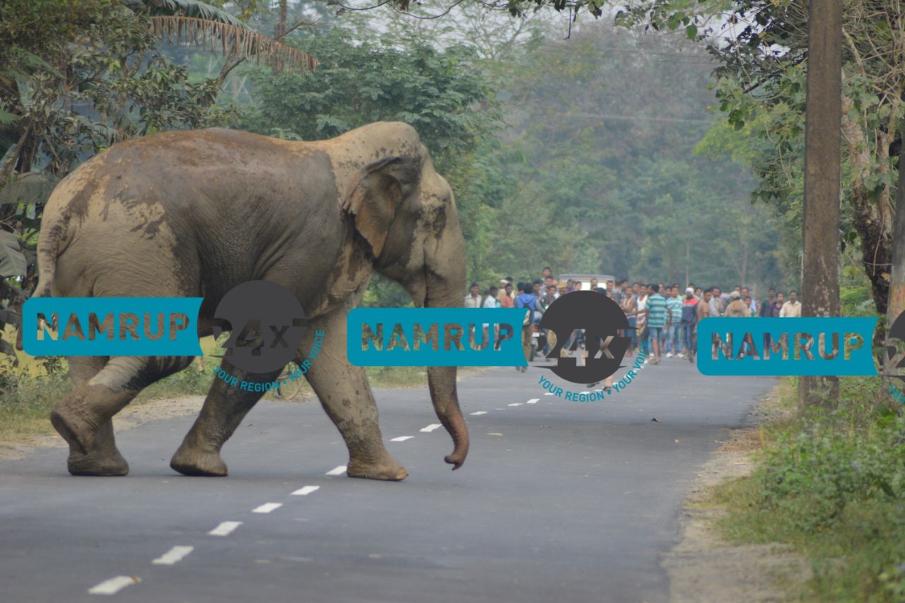 Elephant menace grips Namrup rural areas
