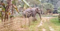 Elephant menace grips Namrup rural areas