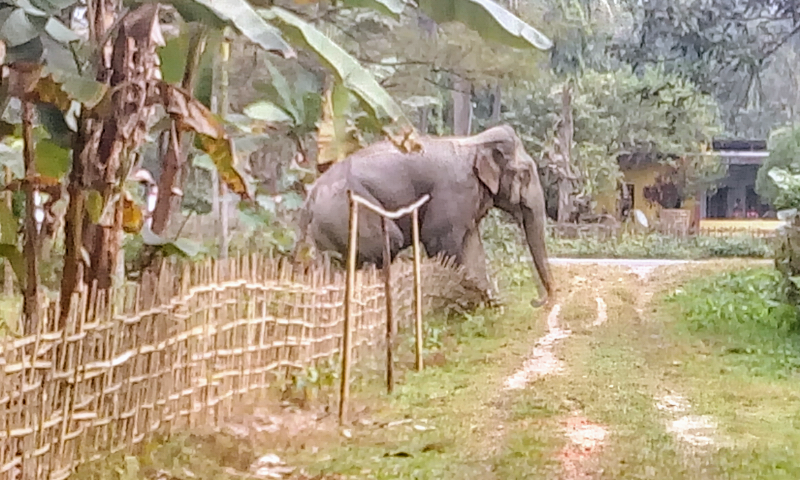 Elephant menace grips Namrup rural areas