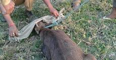 Hog deer rescued in Baksa