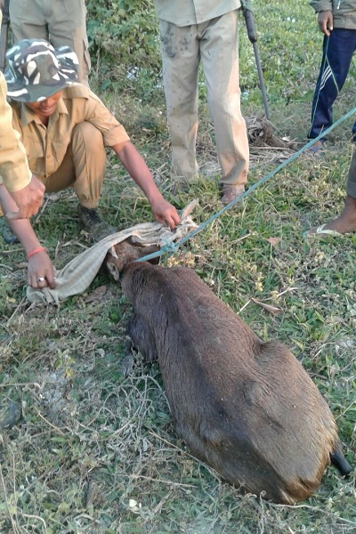 Hog deer rescued in Baksa