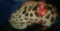 Disrupting leopard killed, consumed in Namrup
