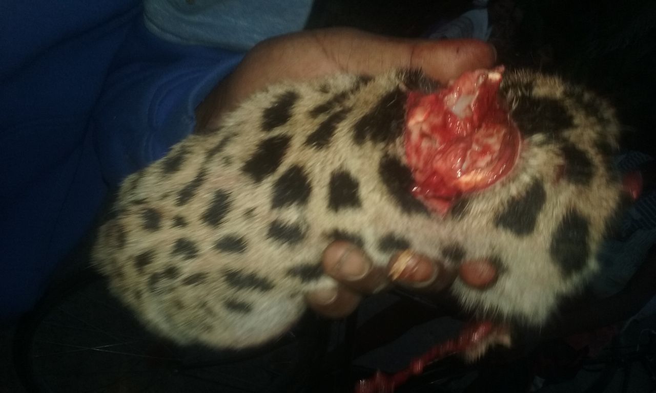 Disrupting leopard killed, consumed in Namrup