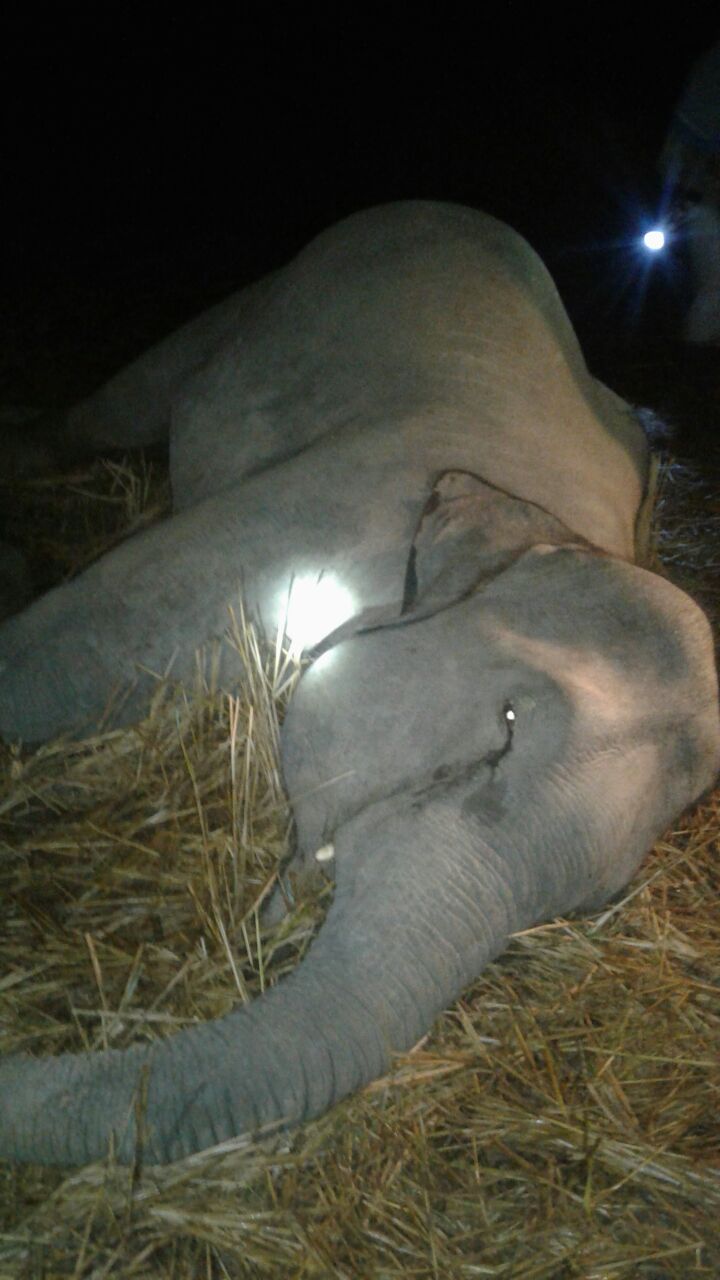 Wild tusker electrocuted to death