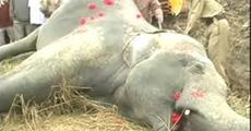  5 tuskers crushed to death by train