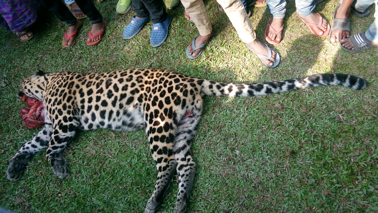 Leopard crushed to death in Margherita