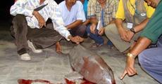 Dolphin found dead in Jogighopa