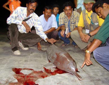 Dolphin found dead in Jogighopa