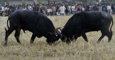 Aahotguri hosting buffalo fight
