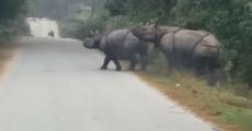 Rhino moving in human habitate